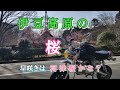伊豆高原の桜