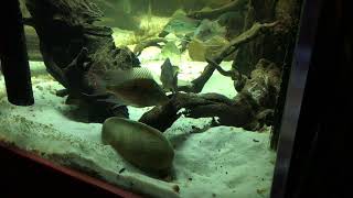 Download Lagu Geophagus sveni spawned Download Lagu Geophagus sveni spawned