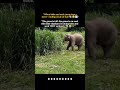 &ldquo;Round and round we go... because apparently this is elephant-style hide and seek! 😂🐘&rdquo;