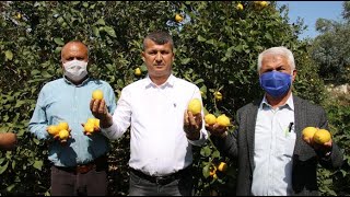 Limon İhracatı Yeniden Başlasın