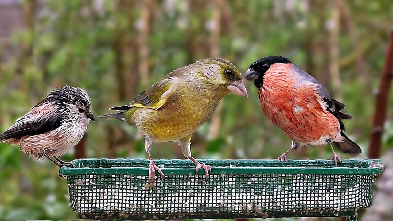 Vögel des Garten - Gartenvögel - YouTube