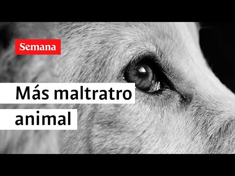 Escalofriantes cifras: aumenta el maltrato animal en Colombia | Semana Shorts