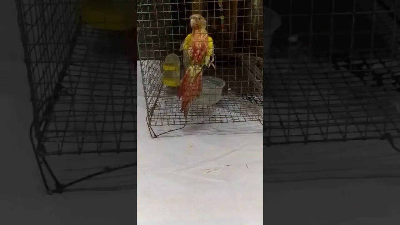 konur bath 🚿 painapple konu.,🦜