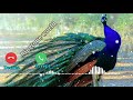 Peacock Sound New Sms Ringtone Best Ringtone Cute Massage Ringtone Cute Sms Tone Peacock Sound New Sms Ringtone Best Ringtone Cute Massage Ringtone Cute Sms Tone