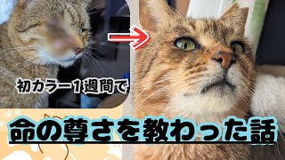 ただの初カラー週間で、最終日に猫が伝えてくれたこと