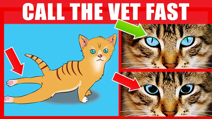 If Your Cat Does This, IMMEDIATELY Call The Vet (16 Signs Your Cat Needs Urgent Help) - DayDayNews