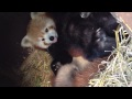 Beginning of video