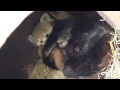 Middle of video