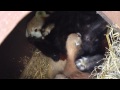 End of video