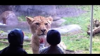 Смешные и опасные случаи в зоопарке