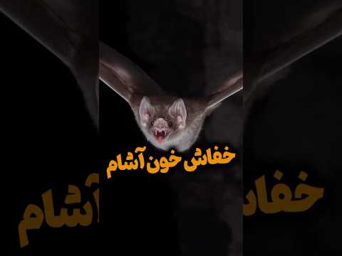 عجایب زندگی خفاش خون آشام