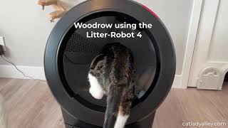 My cat using the LitterRobot 4