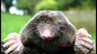 Pest Force West Sussex Ltd