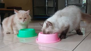 SETELAH OBAT CACING KUCING JADI SAKIT