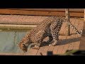 SafariLive Sept 07 -  Leopard Hosana at the swimming pool!