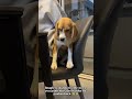 Beagle core #funny#dog#funnydogs#pets#foryou