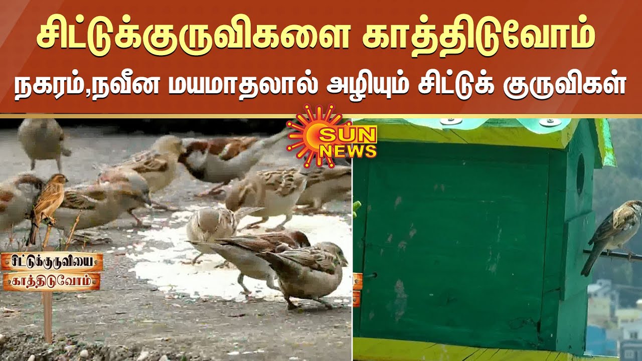 சிட்டுக்குருவிகளை காத்திடுவோம் ; நகரம் ,நவீன மயமாதலால் அழியும் சிட்டுக் குருவிகள் | Sparrows