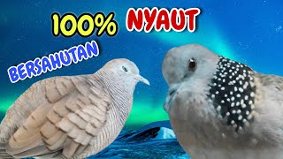 Perkutut Lokal Gacor Suara Pikat Vs Tekukur Gayer Suara Masteran. Terapi Bikin Nyaut