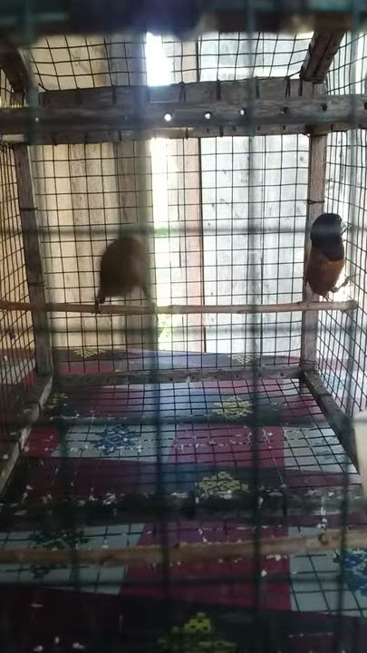 Suara burung emprit kepala hitam