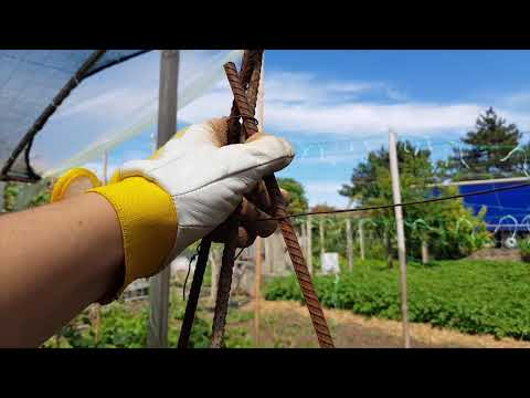 Видео: Как да запазим доматите