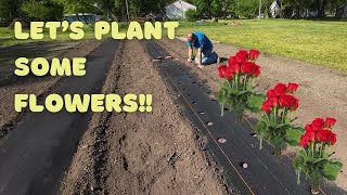 Planting Flowers for the Flower Farm