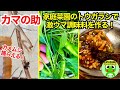 カマキリ日記#90 家庭菜園のトウガラシで三升漬けを作り、トウガラシについていたカメムシをカマの助にあげました。ノラ猫と家庭菜園、ほのぼの動画他【おたま日記】