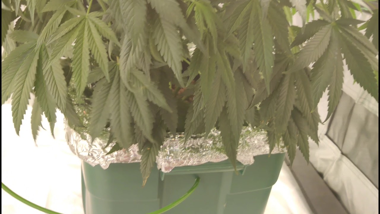 White Widow DWC WK. 1 of Flower