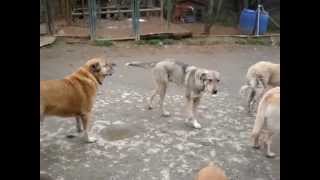 Download Lagu Freek en de anderen MP3