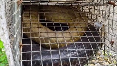 Bẫy Rắn.Tập 13 Một Ngày Bội Thu Dính 3 Cặp Rắn Khác Nhau (Hunting Snakes)