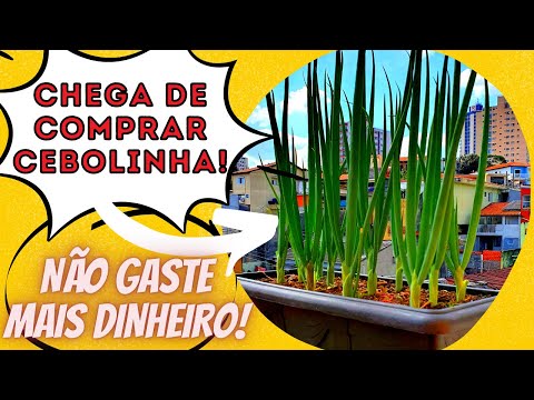 Wall Plastic - Cebolinha vai bem em qualquer comida né? 😀 Como plantar  cebolinha: 1. Encontre sementes ou mudas. A maneira mais fácil de plantar  cebolinha é por meio de mudas. 2.