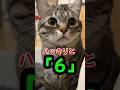 ハッキリと「６」と言う猫❤️ピノちゃま #猫 #保護猫 #喋る猫