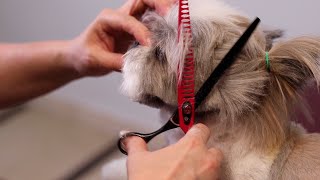 Cute Shih Tzu Haircuts | How To Groom A Shih Tzu Head?