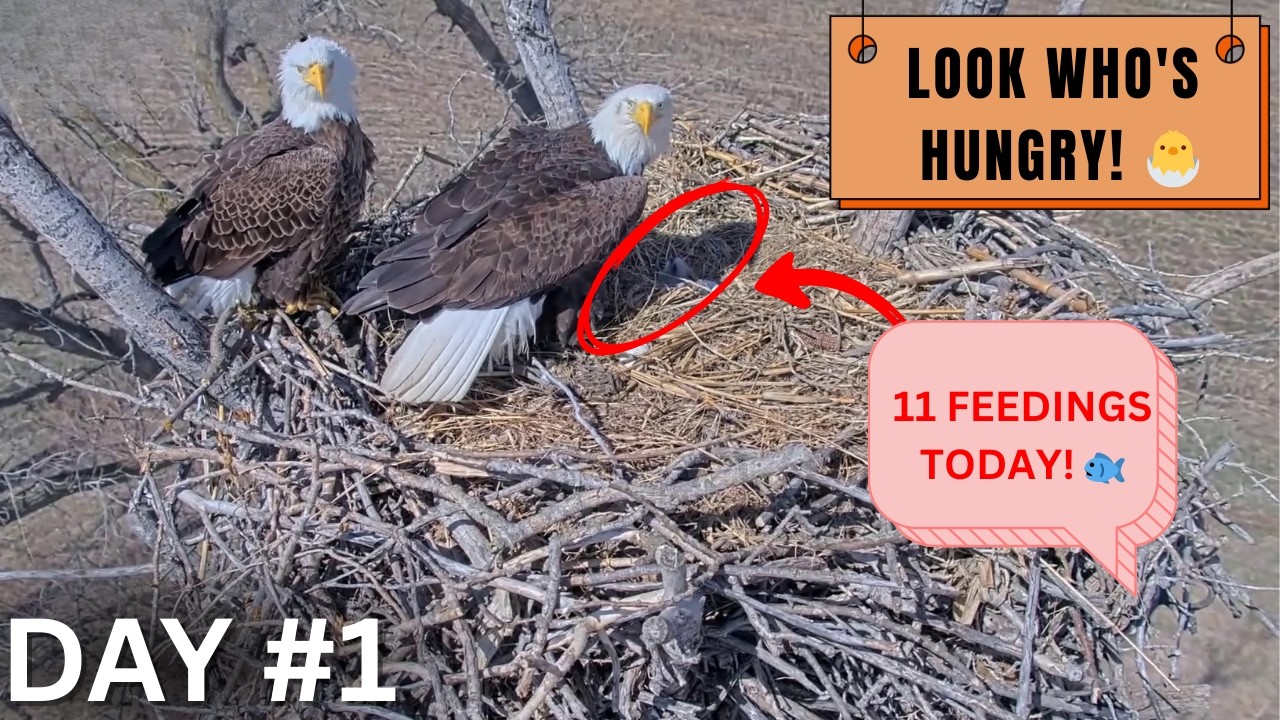 11 Feedings In One Day! 🐟 Ellie & Harvey Are Incredible Parents!  Kansas Eagles Osage | Day 1