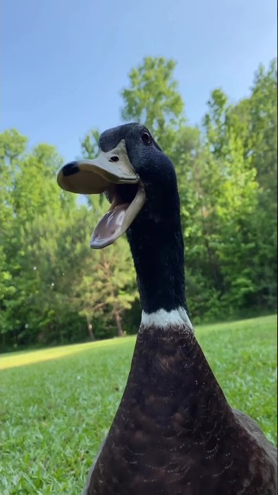 Duck Was Trying to Eat Fish 🐟 : 🦆 #shorts #duck #short