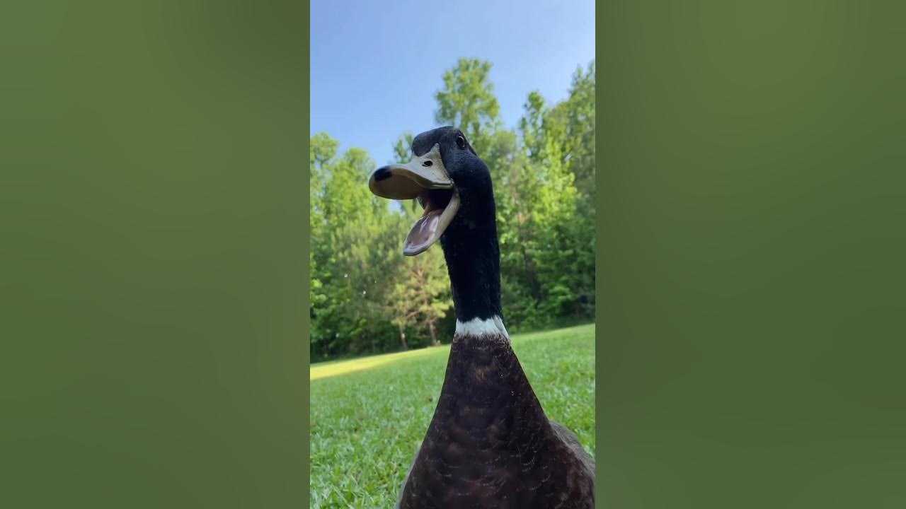 Duck Was Trying to Eat Fish π : π¦ #shorts #duck #short Duck Was Trying to Eat Fish π : π¦ #shorts #duck #short