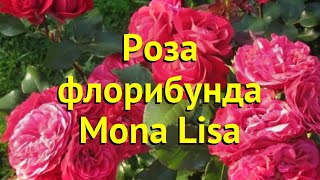 Роза Мона Лиза Фото И Описание Отзывы