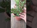 How to care jade pla🌿 t#kuber plant #sanjudhandelifestyle #shourt #home garden