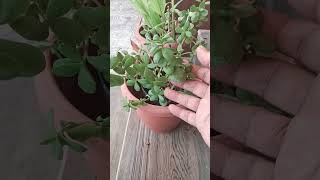 How to care jade pla🌿 t#kuber plant #sanjudhandelifestyle #shourt #home garden
