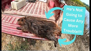 Out On The Line 2023 Ep. 27  Spring Nuisance Beaver Trapping  Part 1