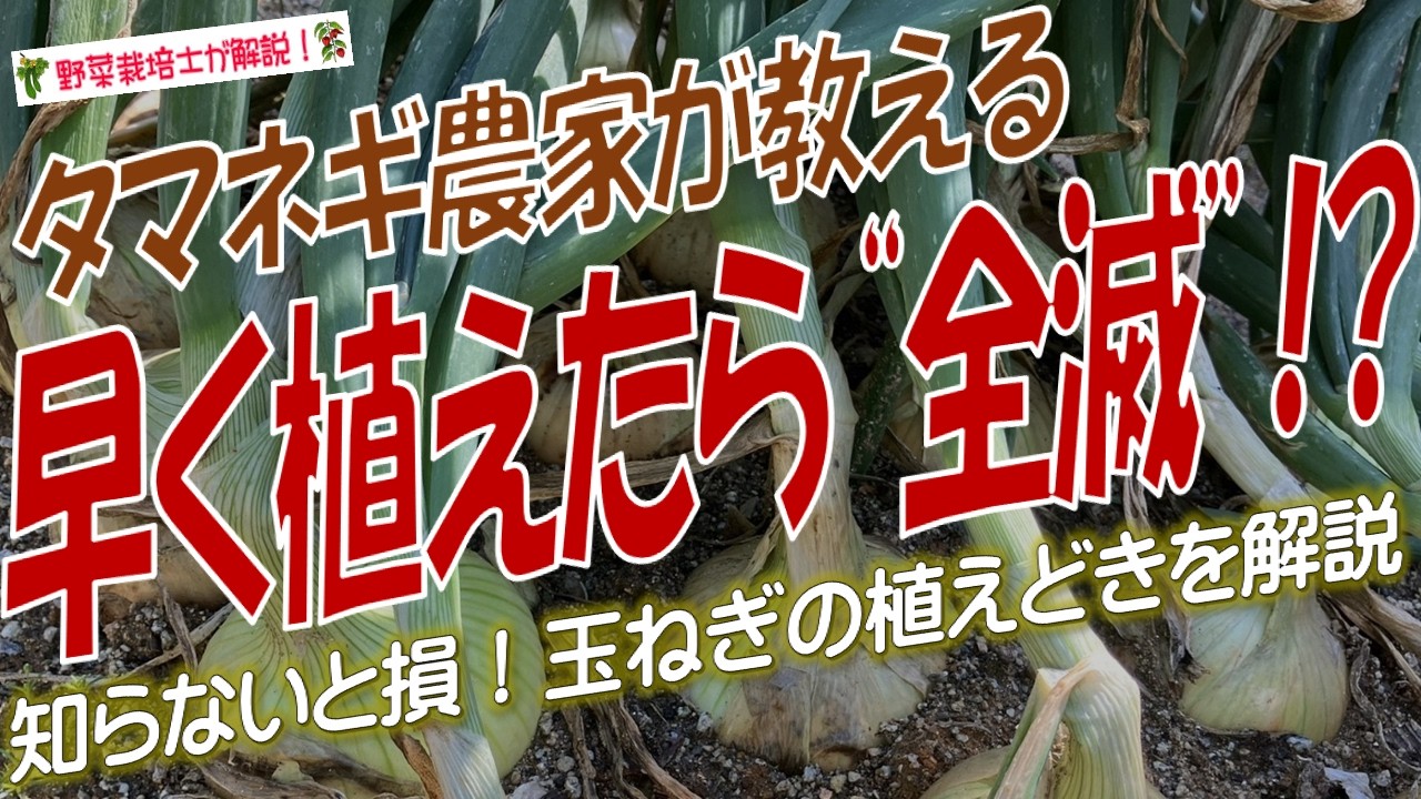 タマネギ栽培の落とし穴！（苗の植え付け時期が収量に与える影響をプロの視点で完全解説！