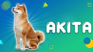 The Fascinating Akita: Japan's Loyal & Beautiful Dog Breed