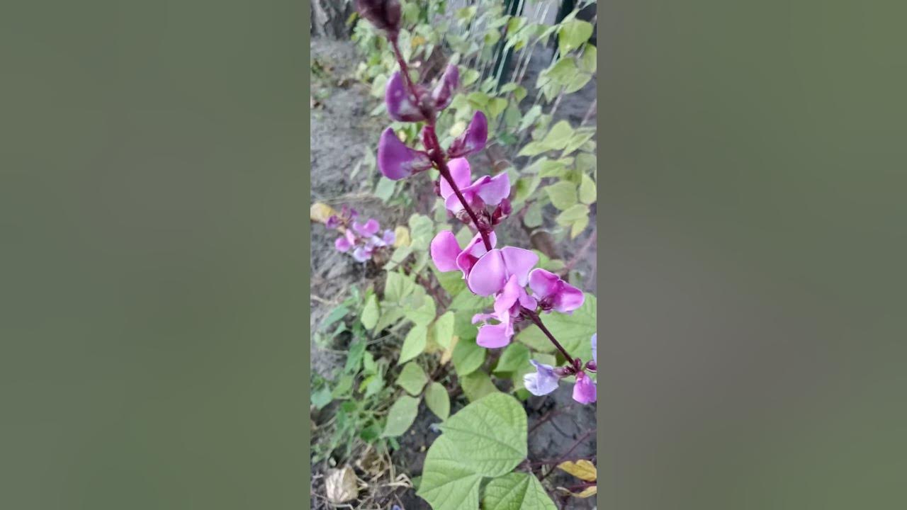 Ну хто 🐍, а хто і королівська кобра! - YouTube