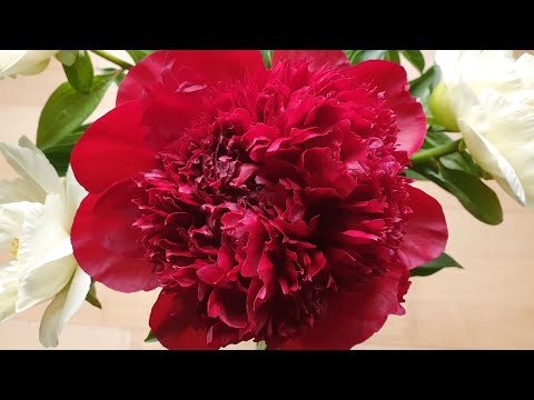 Video: Pfingstrosen-Tulpen-Informationen: Tipps für den Anbau von Pfingstrosen-Tulpen in Gärten
