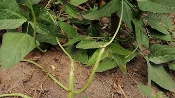 ปั๊มน้ำอัตโนมัติ Iot Ep2