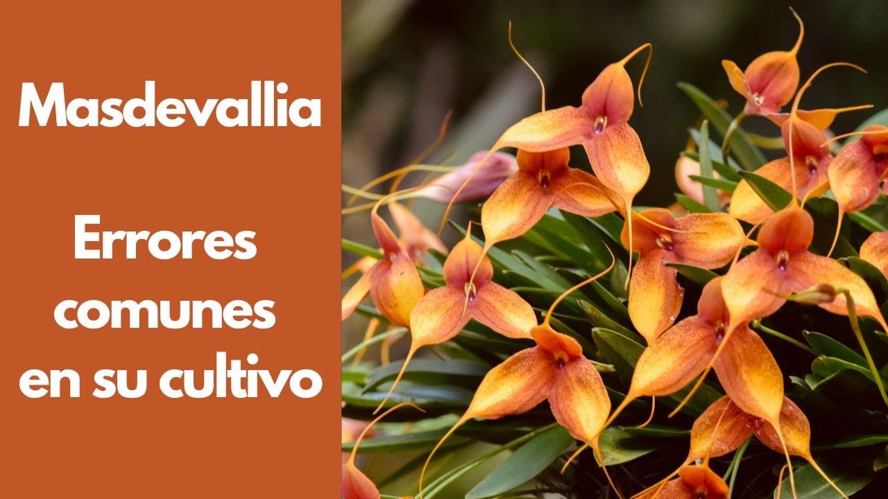 Orquídeas Masdevallia Errores Comunes