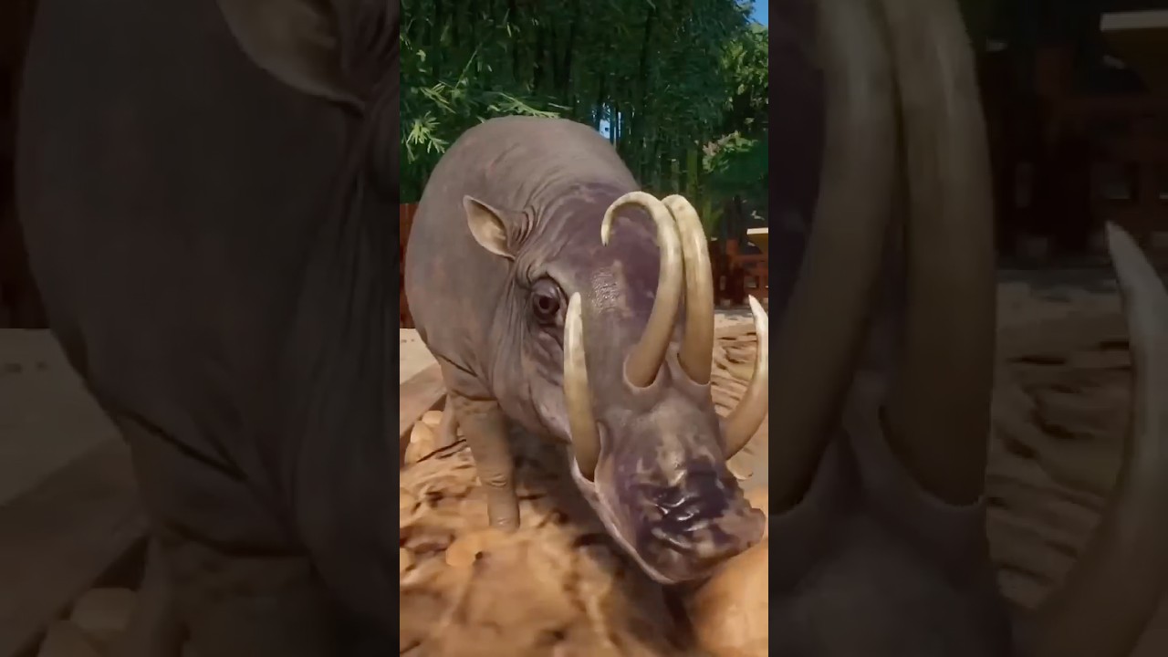 Babirusa: The Pig With Deer Tusks!
