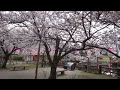 山形県酒田市 日和山公園の桜