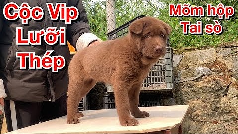 Chó Hmong Cộc Đỏ Cực đẹp. Giá Cực Rẻ.