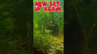 NEW SET UP. #fish #aquarium #fishtank #fishkeepinghobby #aquascape