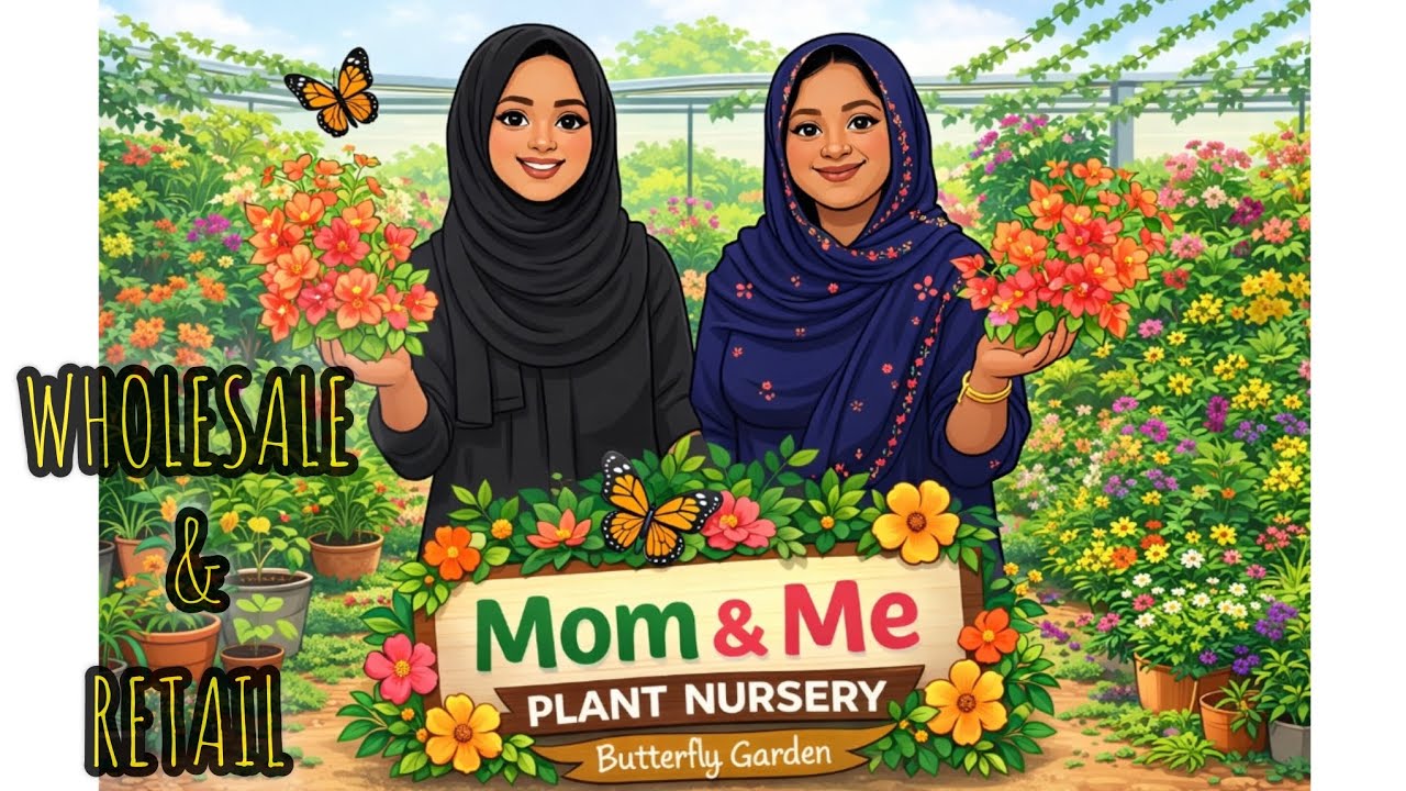 Wholesale &Retail hybrid Bougainvillea/പൂന്തോട്ടം ഒരുക്കം hybrid varites കൊണ്ട്/Home Garden